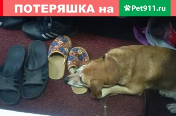 Пропала собака в частном секторе Дзержинского района