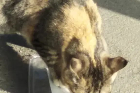 Найдена молодая кошка в Москве