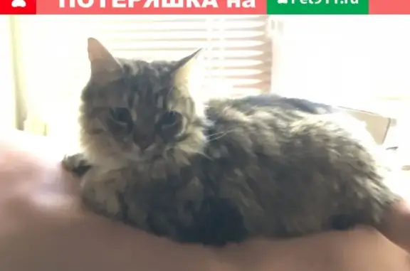 Найдена трехцветная кошка на Волжском бульваре, Москва