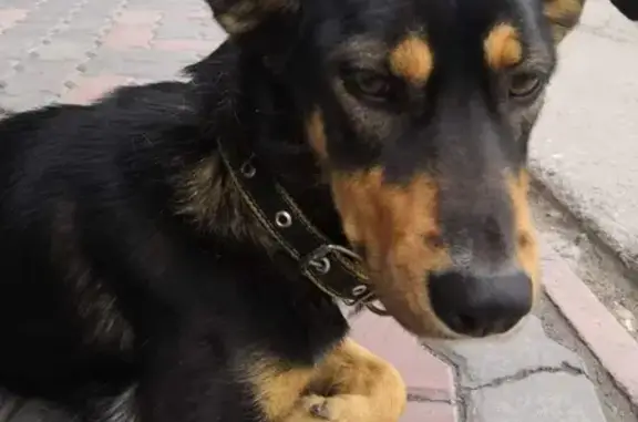 Найдена умная собака на ул. Карла Маркса, 52к30