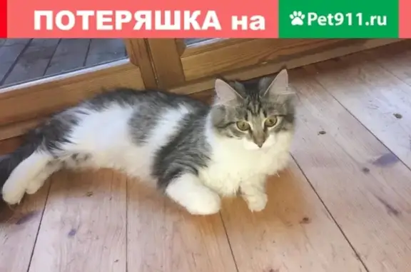 Пропала кошка на Ставропольской, 74