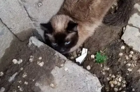 Найдена сиамская кошка на улице Звёздной в Астрахани