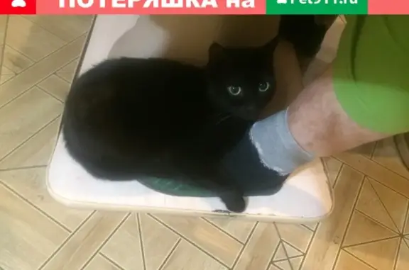 Пропала чёрная кошка в Ставрополе