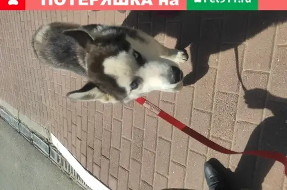 Найден щенок Хаски в поселке Фирсановка, Химки