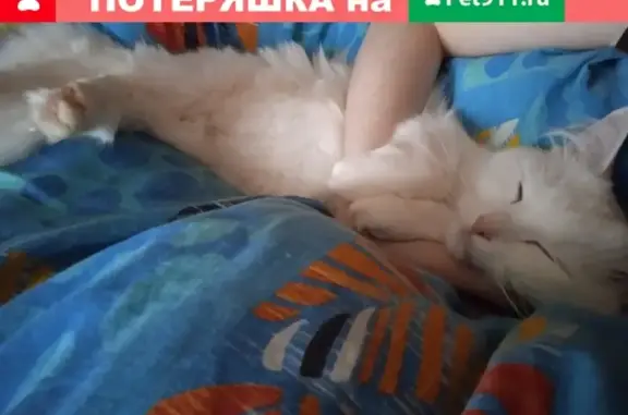 Пропала белая кошка Нюша, ул. Барышиха 25к3, Москва.