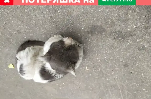 Найден кот с зелеными глазами в Москве