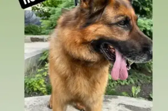 Собака найдена возле 6 больницы в Симферополе