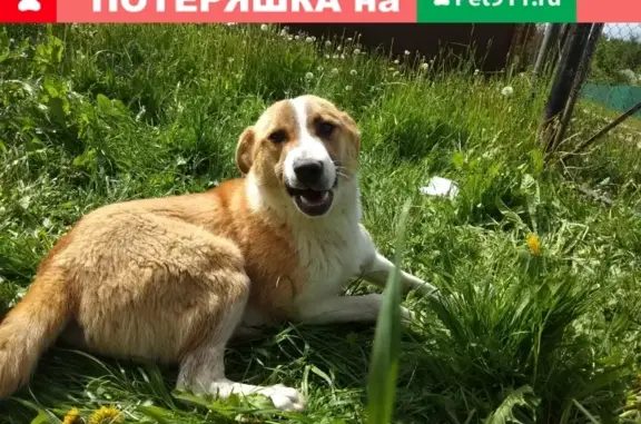 Найдена собака в Дмитрове