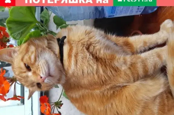 Пропала кошка Боня в Петрозаводске (33 символа)