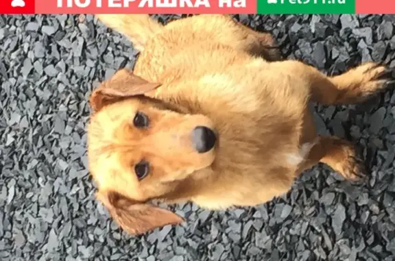 Найдена добрая собака в СТ. Ростов-на-Дону