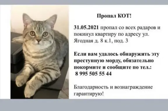 Пропала кошка в Восточном Бирюлево Москва