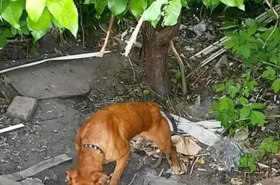 Срочно! Найдена обезвоженная собака в лесополосе, нужна помощь! #Пенза #бездомноеживотное