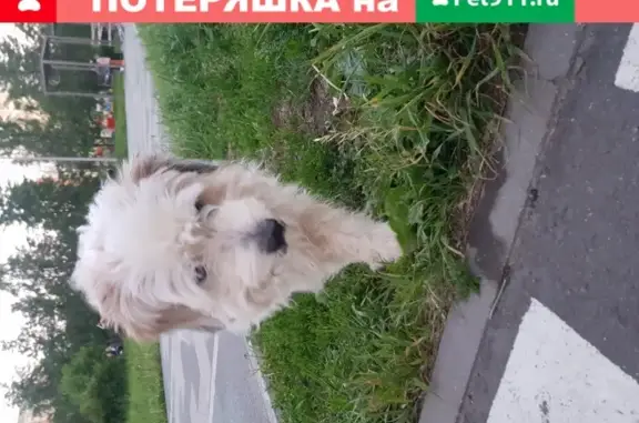 Собака найдена в парке Марьино, Москва