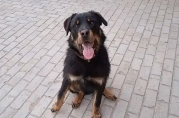 Найдена собака в Нахабино.