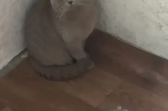 Найден кот на Уральской 188