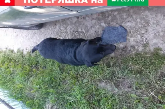 Найдена собака в СНТ Подборное, пригород Йошкар-Олы