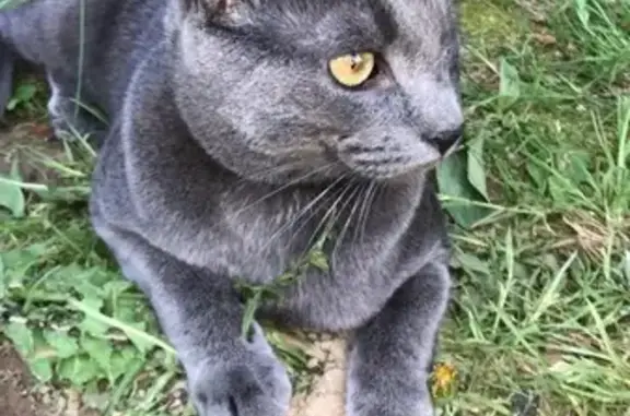 Пропала кошка в Аристово, серый, 1 год, без левого глаза.