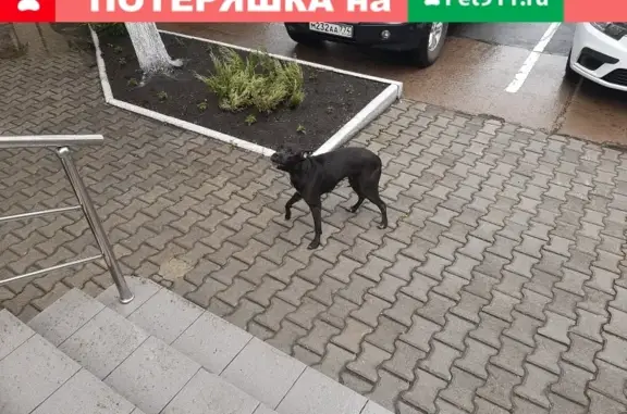 Собака найдена в Челябинске, порода неизвестна