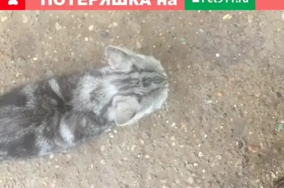 Найдена кошка на ул. Грановского, 59, Астрахань