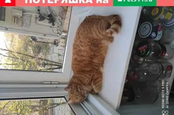 Пропал рыжий кот Кузя в Молжаниновском р-не