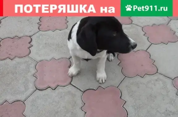 Пропала собака в районе Госпиталя Горячеводск