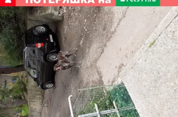 Собака найдена в районе Светоана, Сочи.