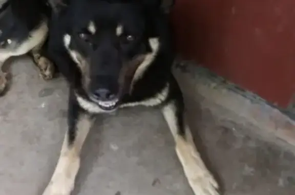 Собака кобель с ошейником в Ростове.