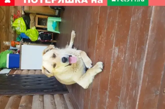 Найден добрый пес в Пушкино.