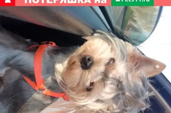 Собаки потеряшки, Калининград, фото: Потеряшка собака Дори на ул. Товарной, Калининград