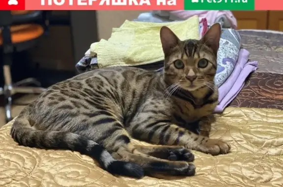 Пропал кот Перси в Коньково (Бутлерова 24)