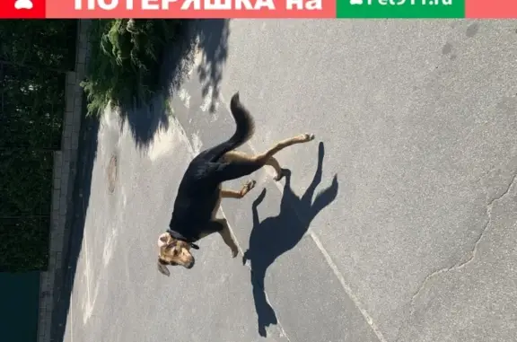 Найдена домашняя собака в Москве