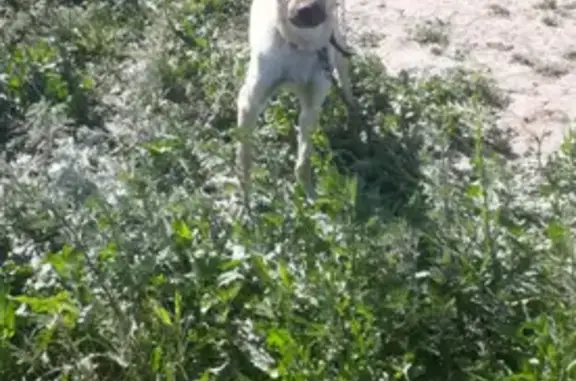 Найден рыжий пёс около Троицкого леса в Казани