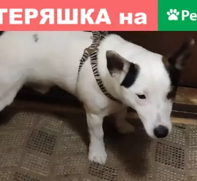 Пропала собака Тарас в Иваново