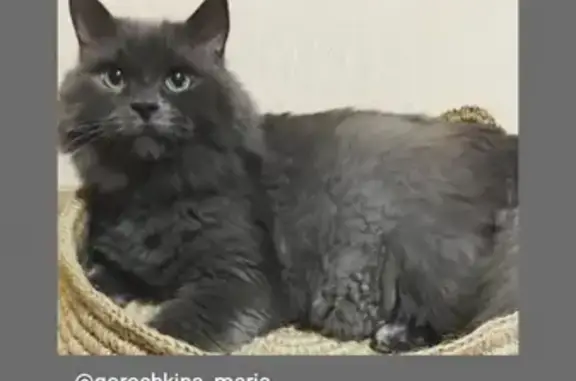 Кошки потеряшки, Санкт-Петербург, фото: Потеряшка пушистая кошка на Конной улице, Санкт-Петербург