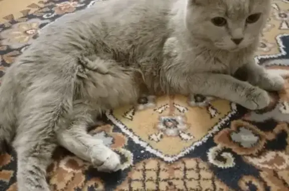 Найдена ласковая кошка в Воронеже, окрас лиловый