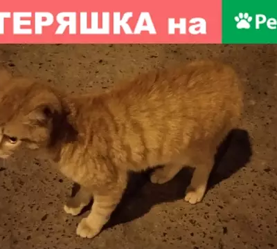 Найден рыжий кот в Тюмени