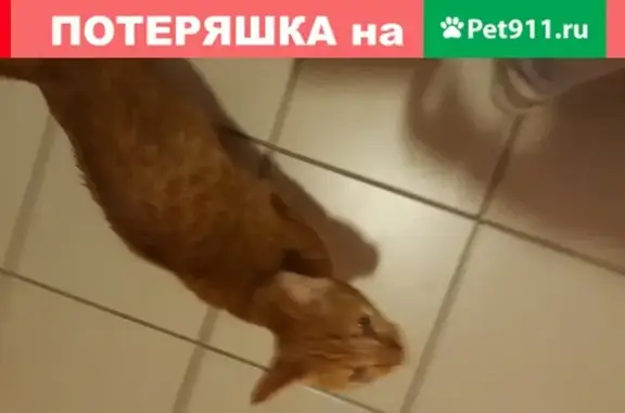 Ласковая кошка в Казани мурлычит
