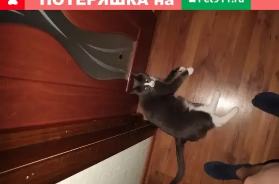 Пропала кошка серого цвета в Москве
