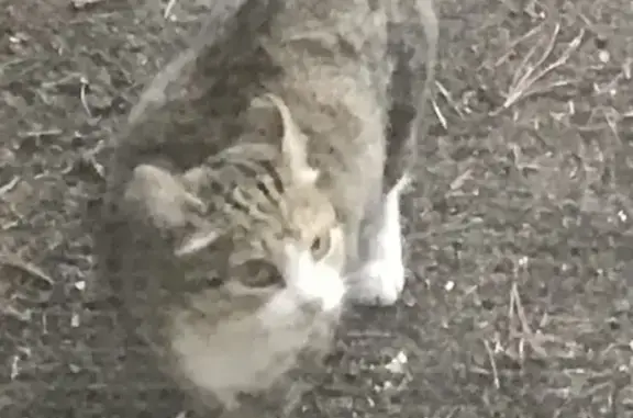 Найдена кошка в Красноярске на Свободном проспекте