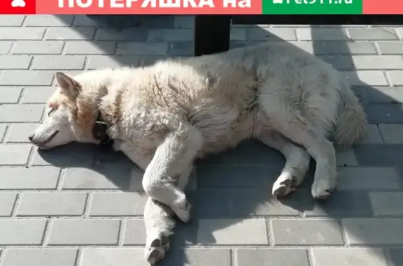 Потерянная собака на Проспекте Победы в Липецке