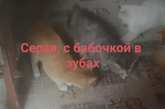 Пропала кошка Лера в Пушкино