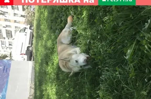 Ухоженная собака с ошейником и поводком найдена в Москве