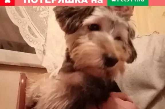 Пропала собака в Москве, район Кожухово, ул. Святоозерская 16