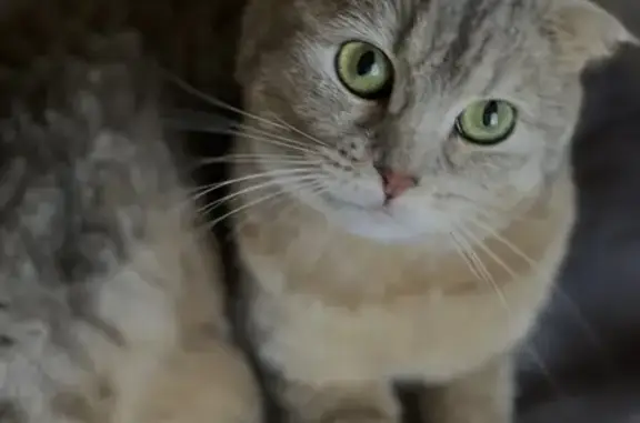 Найдена вислоухая кошка с коротким хвостом в Москве