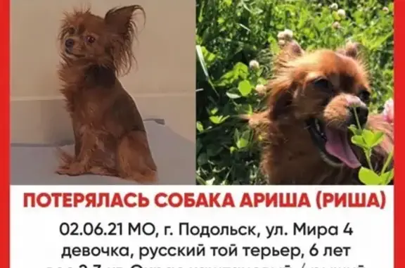 Пропала собака в Подольске на ул. Мира, 4
