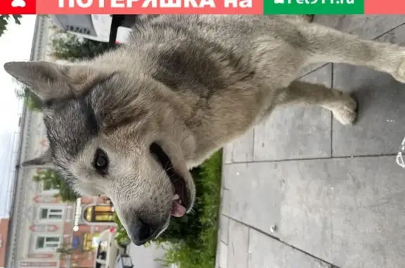 Найден домашний пёс в Ростове-на-Дону.