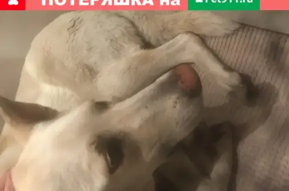 Найдена собака на ул. Сайкина, Москва
