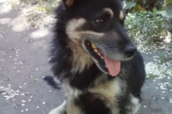 Умная собака найдена в Омске, возраст 6-7 лет.