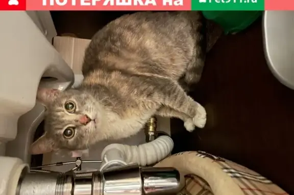 Кошка найдена в Ховрино, Москва