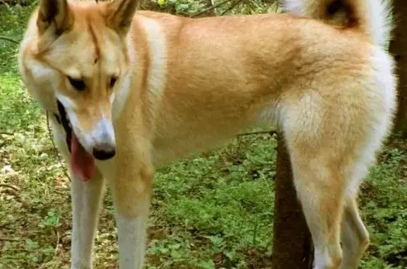 Пропала собака на Новорижском шоссе в Московской области